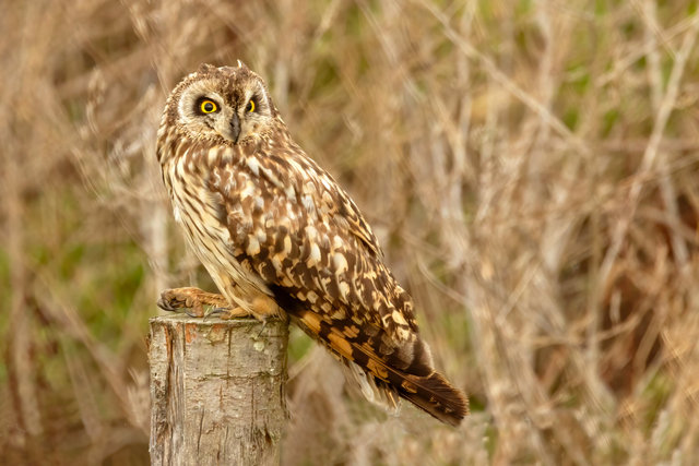 short eared owl