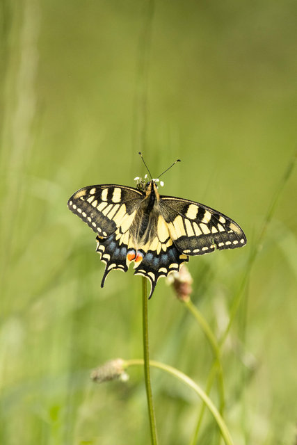 swallow tail