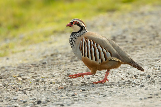 red legged psrtridge IMG_7288.jpg