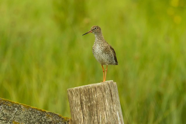 red shank