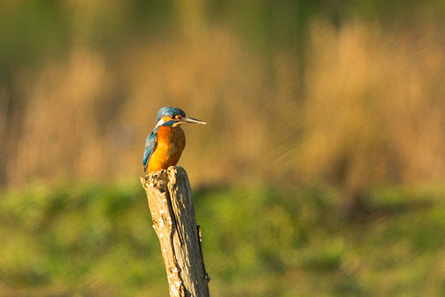 kingfisher