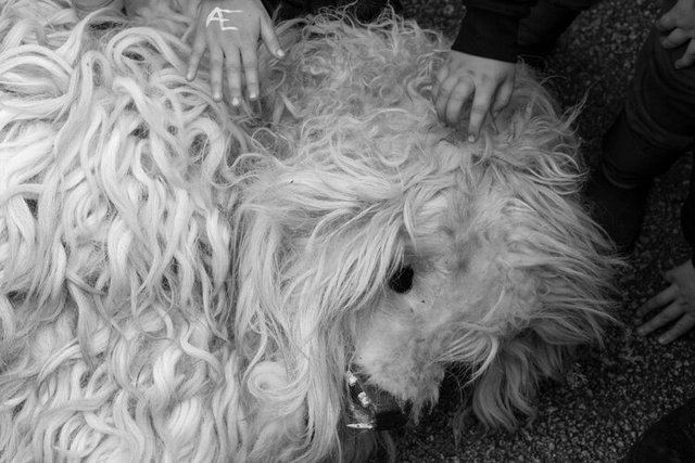 la vijanera sunday b&w 91 IMG_0109.jpg