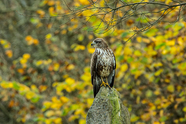 common buzzard