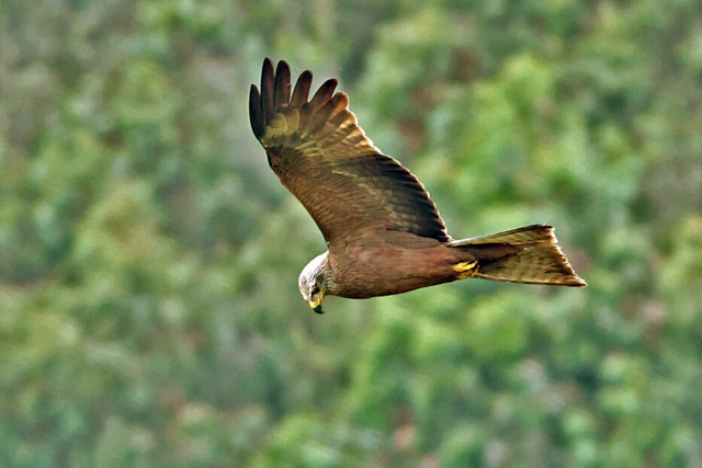 red kite muño ADJ 2 IMG_5896.jpg