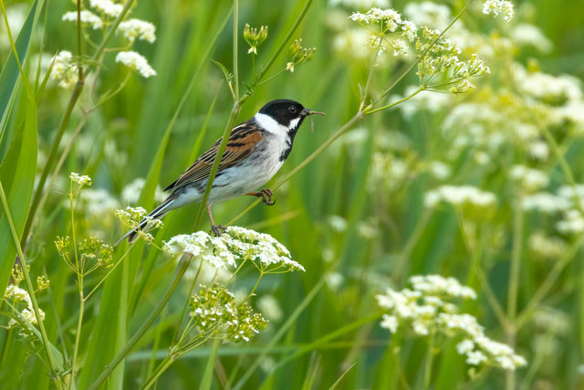 reed bunting