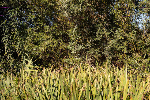 migration day 15 DSCF0059 copy.jpg