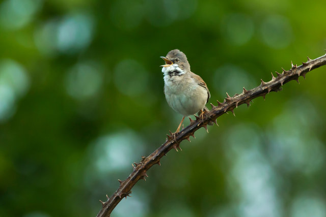 whitethroat capel 2 crop 2 IMG_6984.jpg