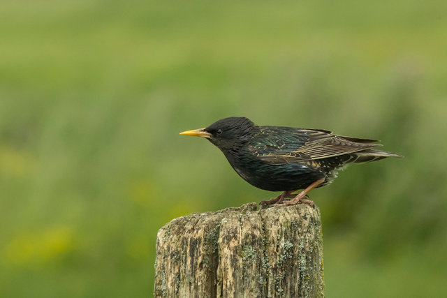 starling
