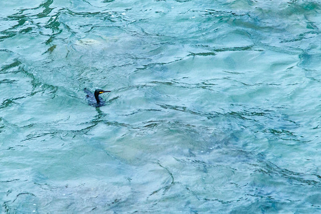 cormorant