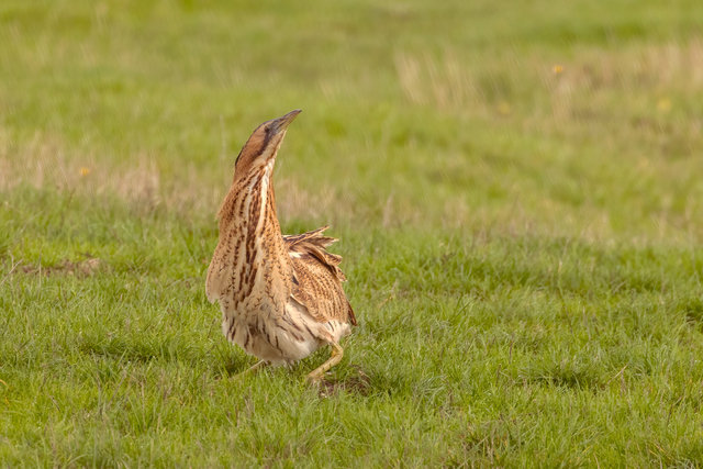 bittern