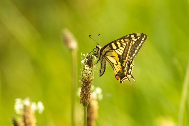 swallowtail butterfly