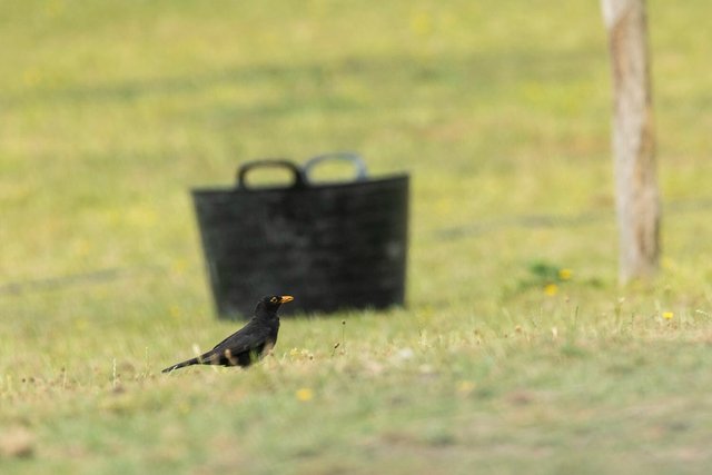 blackbird