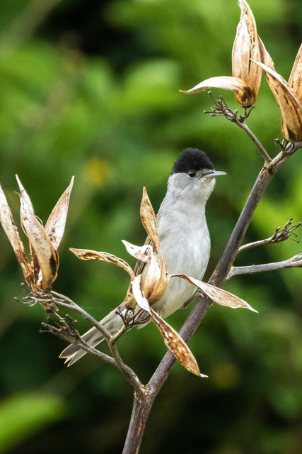 blackcap