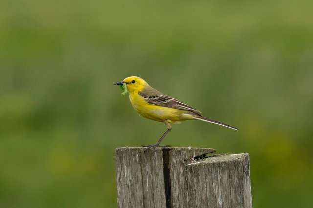 yellow wagtail
