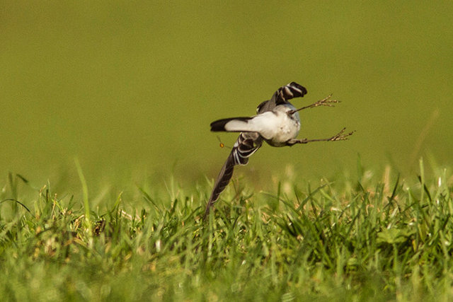 white wagtail chasing flies