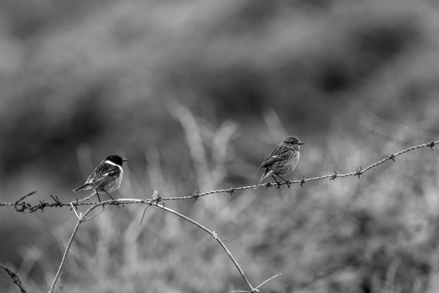stonechats on wires 1O6A7378.jpg