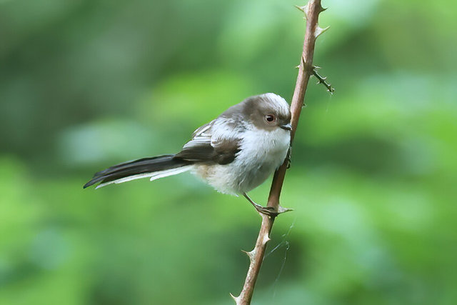long tailed tit - juvenile