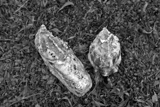 5x3.33 adj shellness 1 DSCF2389.jpg