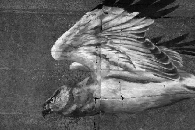 hen harrier agm shellness 13 DSCF2502.jpg