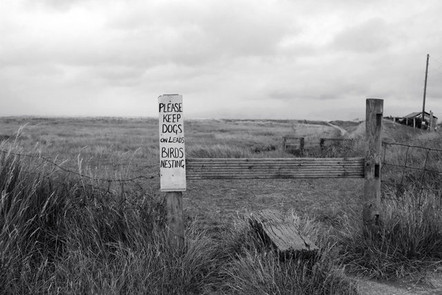 shellness 3  birds nesting 3 [saturation]DSCF0118.jpg