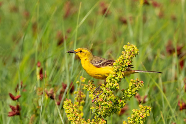 yellow wagtail