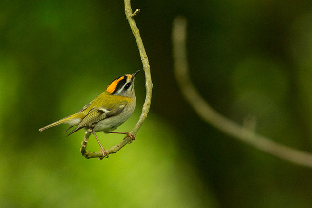 firecrest