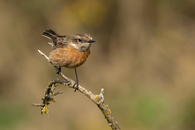 stonechat IG lydd topaz 2 IMG_0532.jpg
