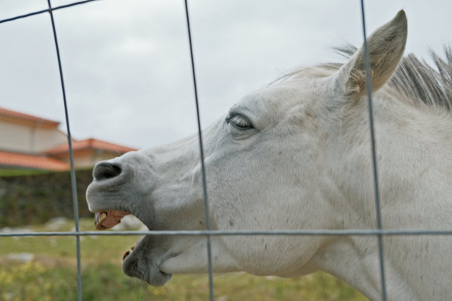 llanes horse DSCF5045.jpg
