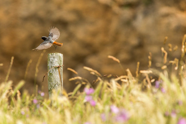 redstart