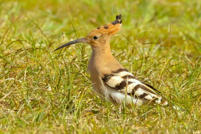 hoopoe