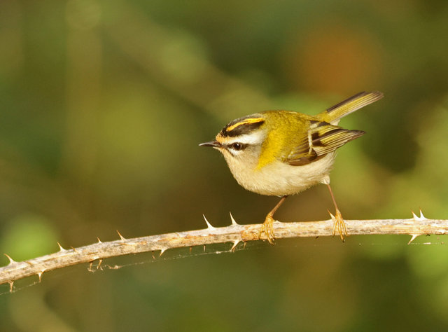 firecrest saga 4 crop IMG_4983.jpg