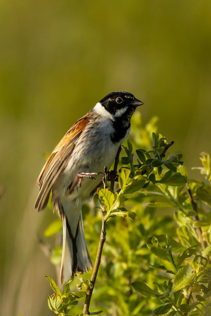 reed bunting 2 arc crop IMG_3661.jpg
