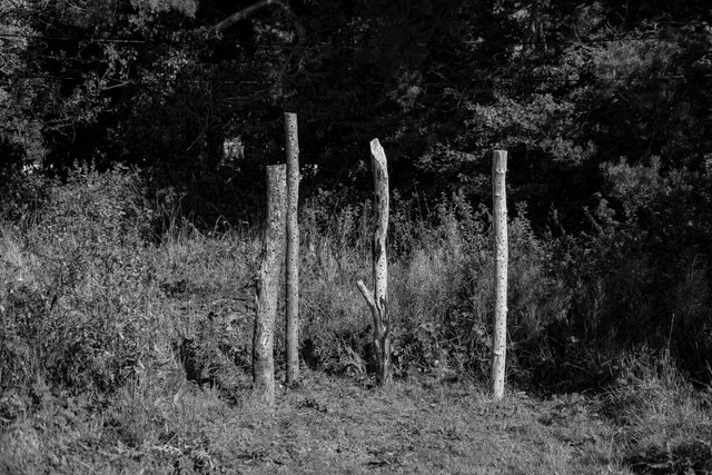 migration day 16 DSCF0066 copy.jpg