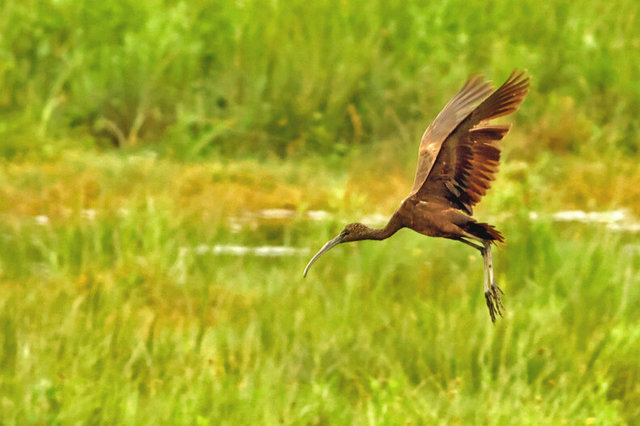 glossy ibis