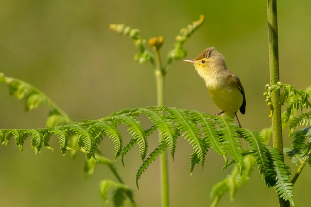 melodious warbler