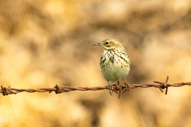 meadow pipit