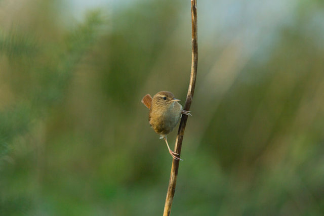 wren