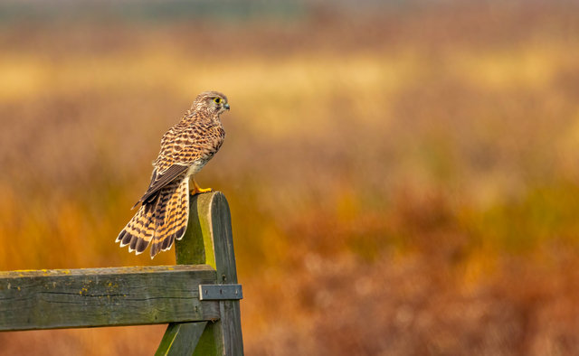 kestrel
