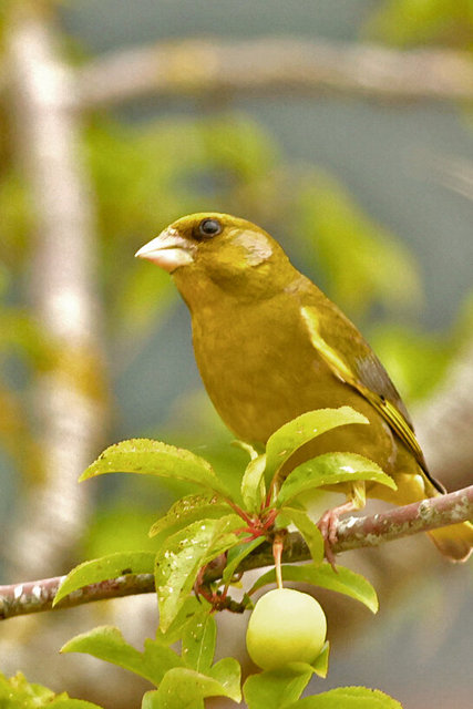 green finch