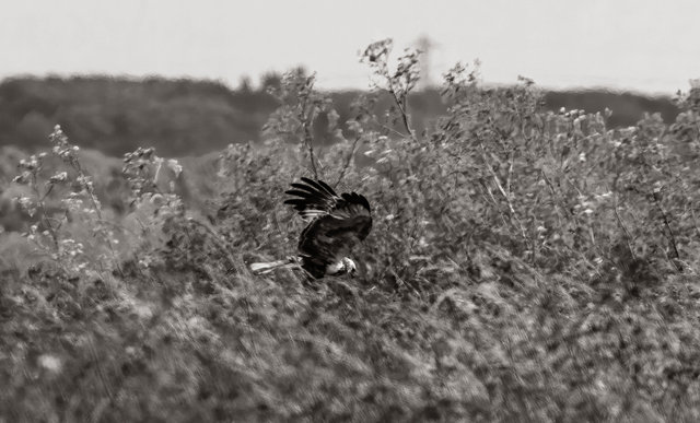 hen harrier 2 b&w sepia TOPAZ crop IMG_1159 copy 2.jpg