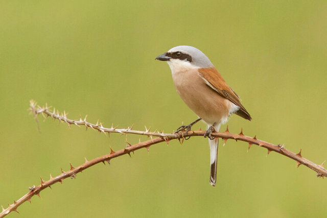 red backed shrike