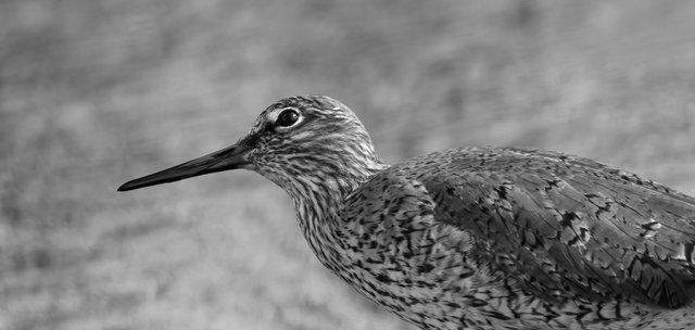 redshank topaz crop 2 B&W elmley 21.03. 24 IMG_8400 copy.jpg
