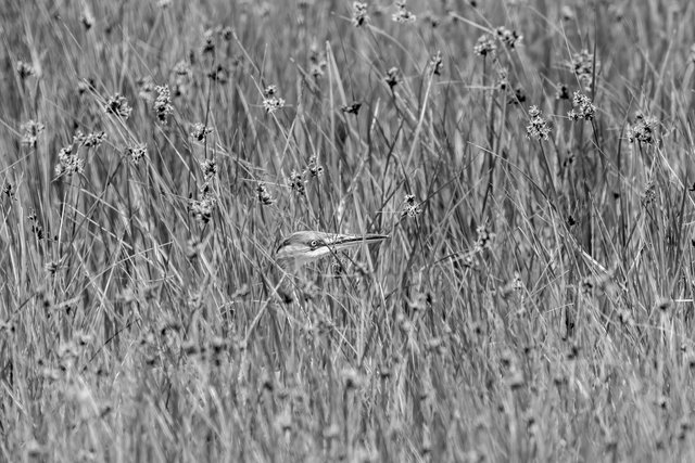 grey heron 1 b&w IMG_0268.jpg