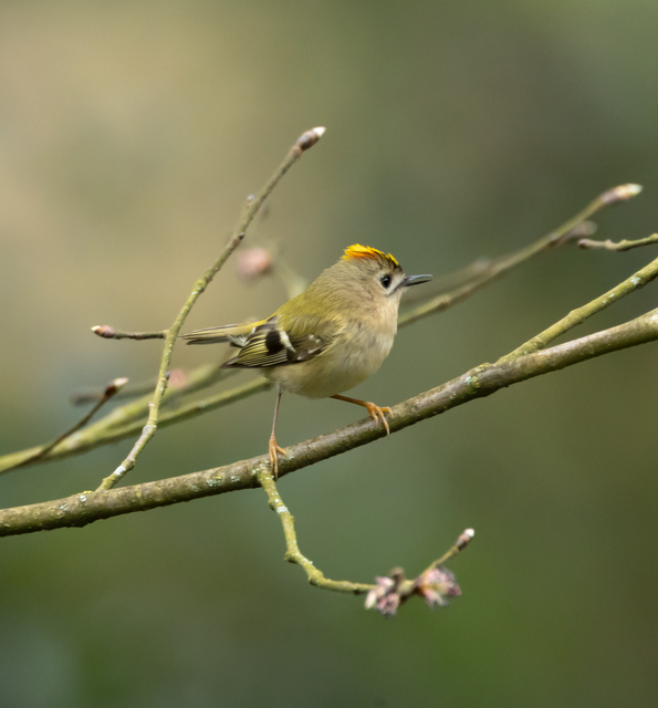 goldcrest crop saga 3 coladj IMG_0295.png
