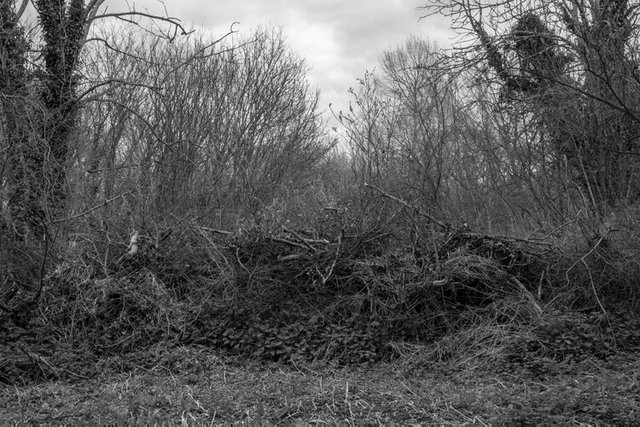 stodmarsh  DSCF4236.jpg