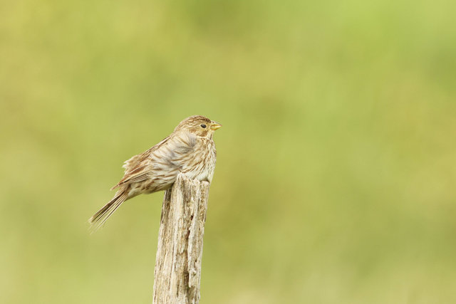 corn bunting