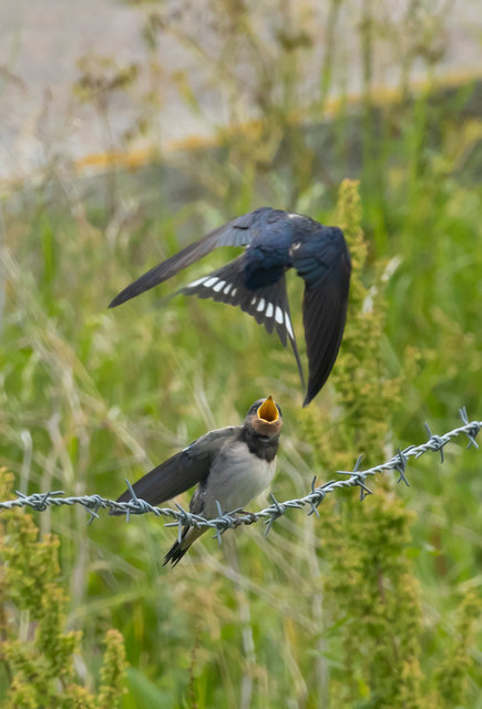 swallow elmley 2 crop IMG_9588.jpg