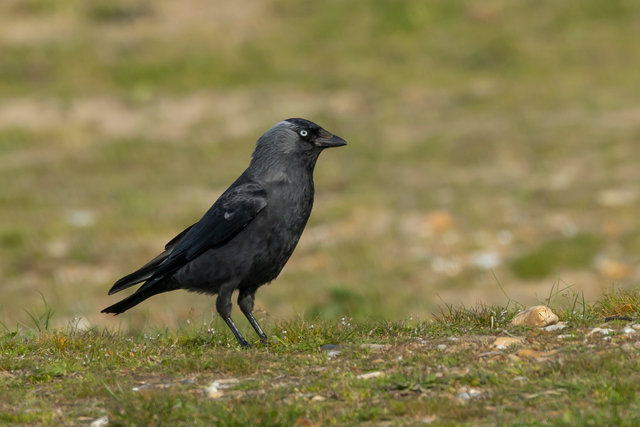 jackdaw 2 crop GSTN IMG_1490.jpg
