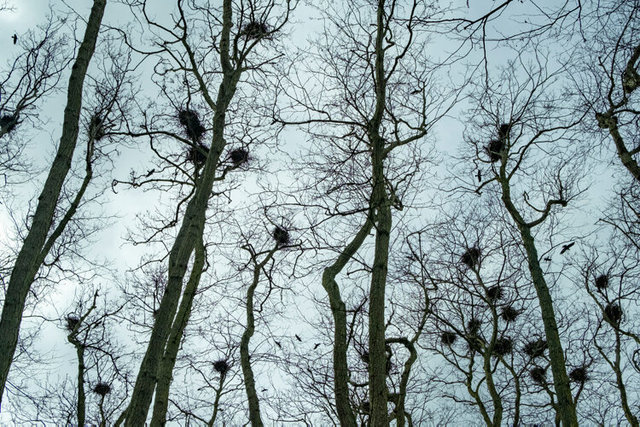 rookery 1 stodmarsh DSCF4155.jpg
