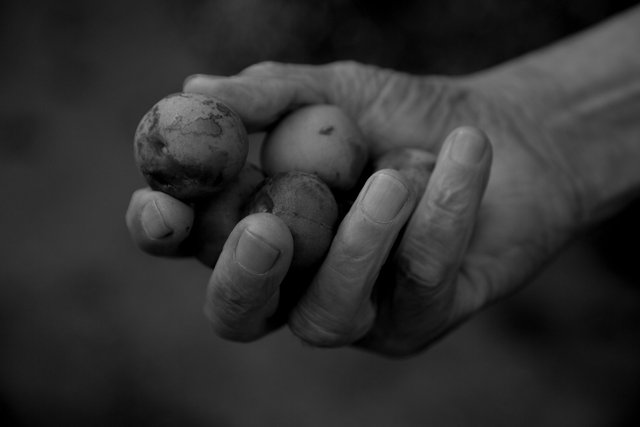 12x8 antonio the gardener hand  b&w 1O6A3611.jpg